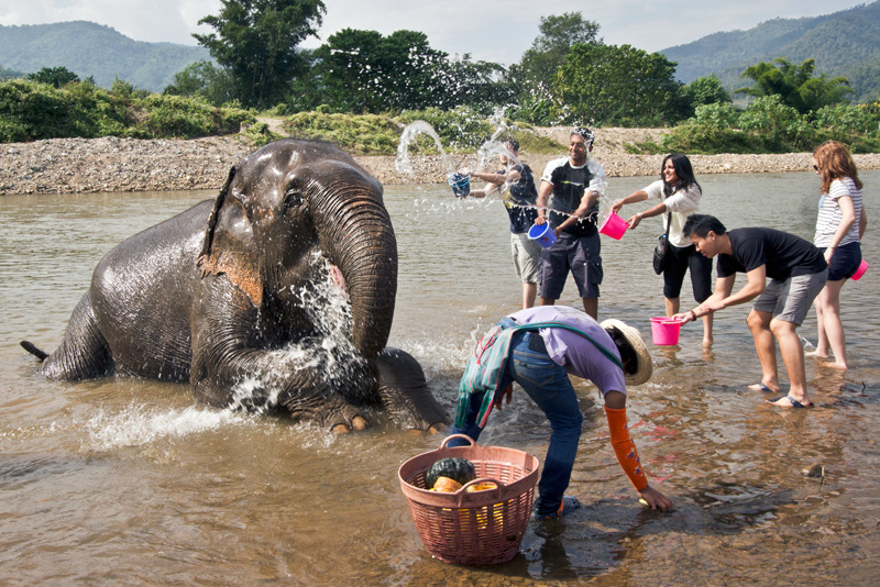 Elephants bathing in a river at a sanctuary in Thailand